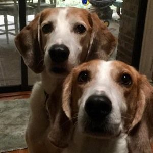 Meet your Posher, Dee